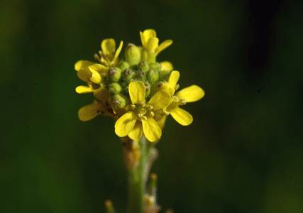 Herbiolys phytothérapie plantes maux de l'hiver herbe aux chantres